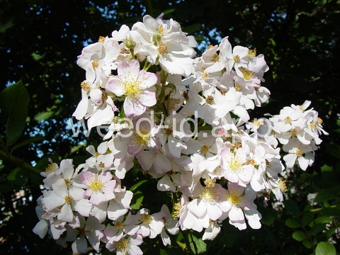 rose, multiflora